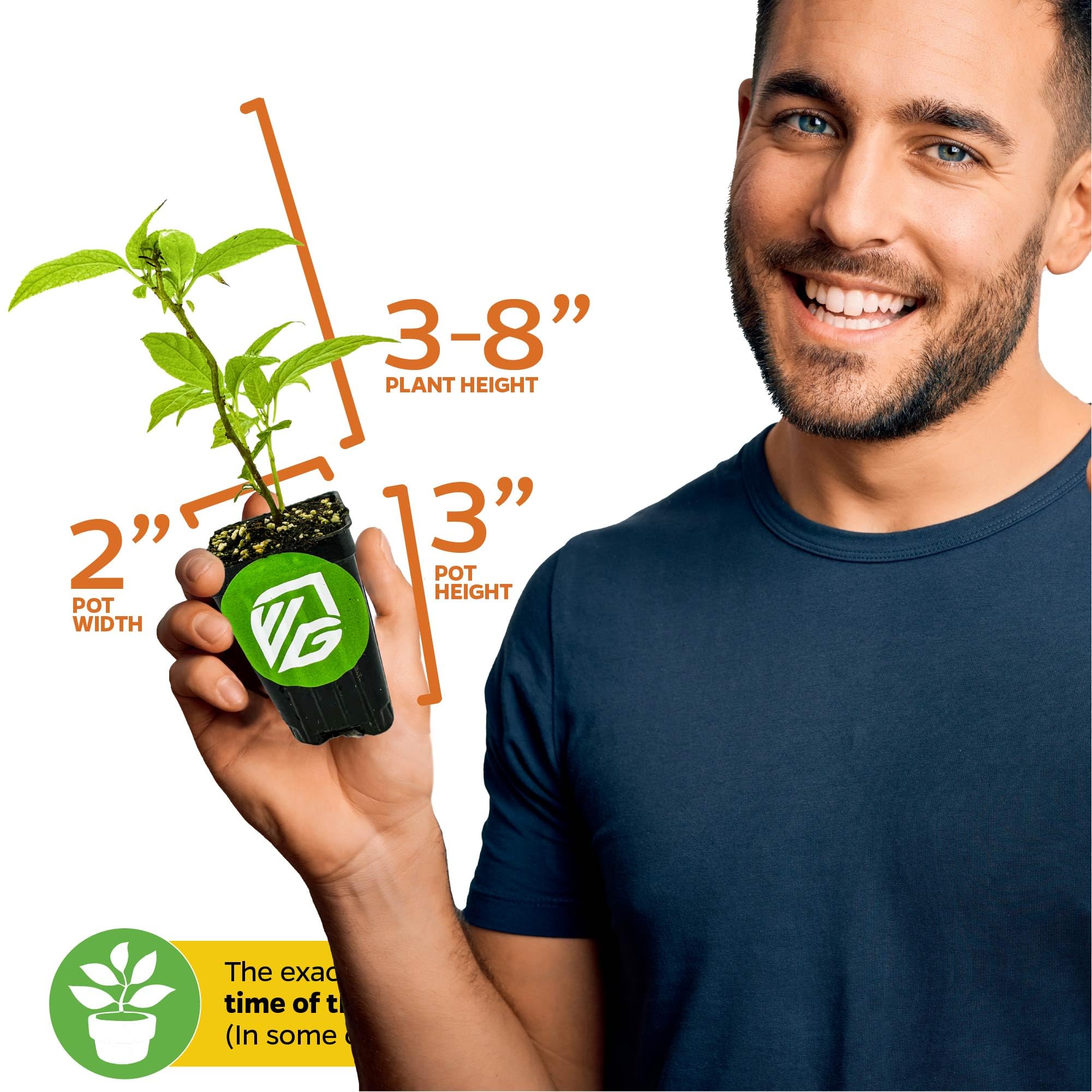 Amazon.com : Issai Kiwi Vine (1-Pack) Live Plant by Wellspring